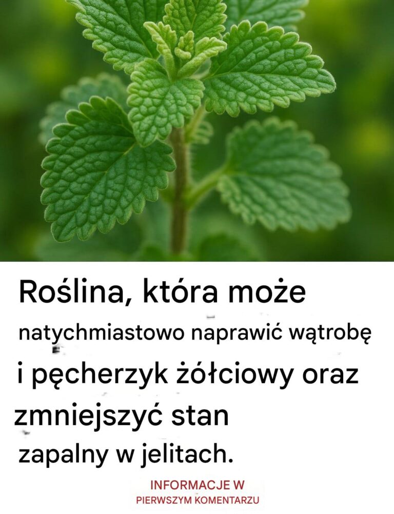Czy_znasz_zalety_oregano_ancho_