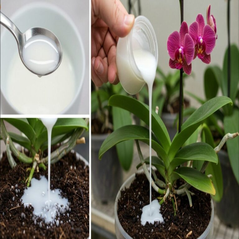 Da_am_im_tylko_jedn___y_k__sto_ow___Nagle_ca_y_ogr_d_orchidei_rozr_s__si__cudownie___ta_sztuczka_naprawd__dzia_a_