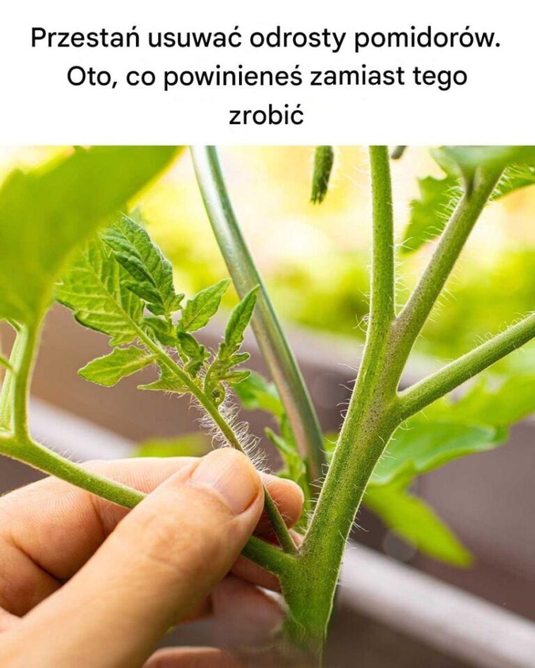 Dla_mnie_to_nowo___
