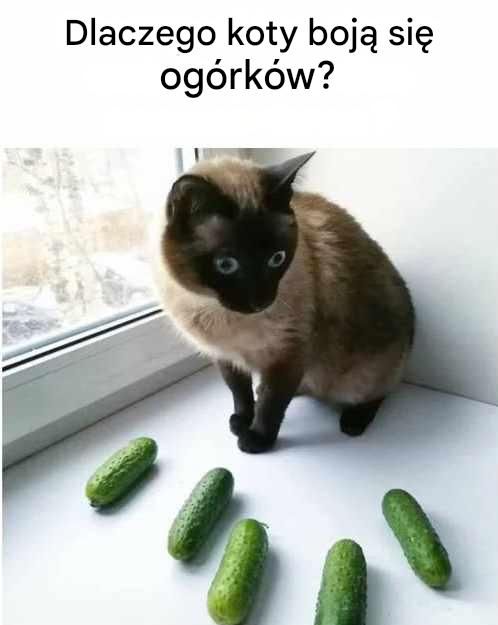 Dlaczego_koty_tak_boj__si__og_rk_w_-2 Dlaczego_koty_tak_boj__si__og_rk_w_-2