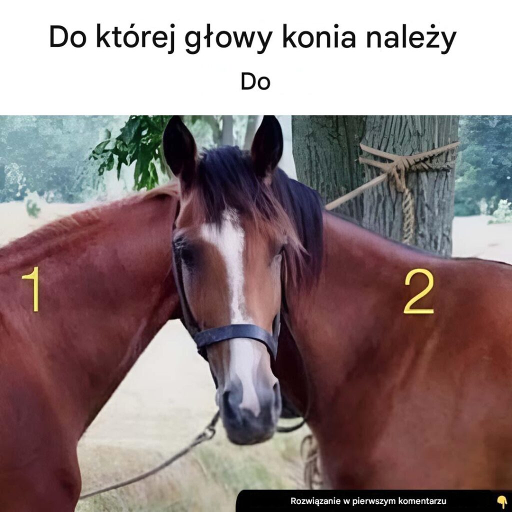 Do_kt_rego_konia_nale_y_ta_g_owa_-1 Do_kt_rego_konia_nale_y_ta_g_owa_-1