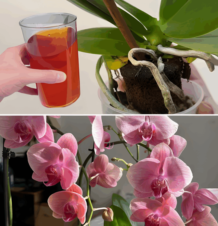 Jak_o_ywi__umieraj_c__orchide__i_sprawi___by_zn_w_zakwit_a