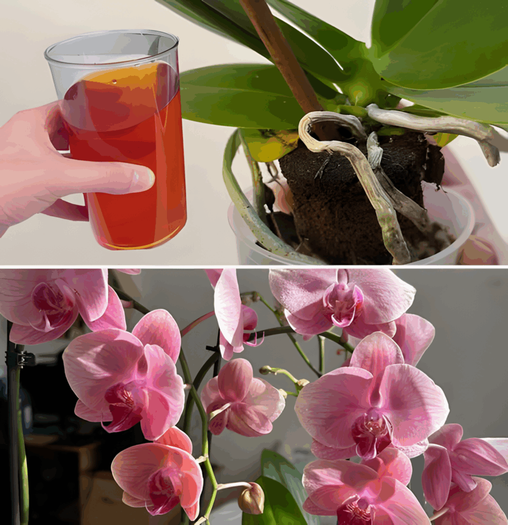 Jak_o_ywi__umieraj_c__orchide__i_sprawi___by_zn_w_zakwit_a Jak_o_ywi__umieraj_c__orchide__i_sprawi___by_zn_w_zakwit_a