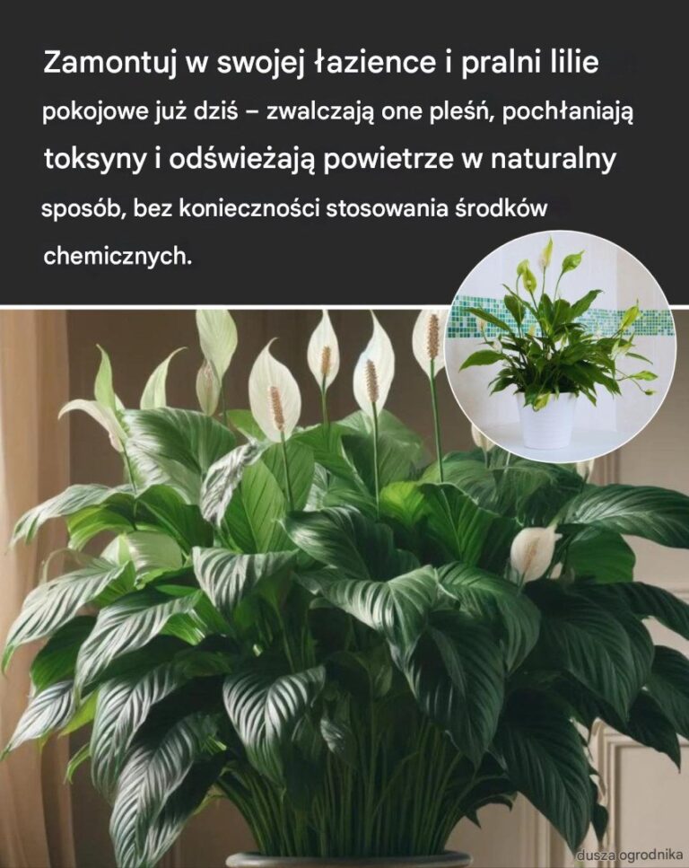 Jak_uprawia__i_piel_gnowa__lilie_pokojowe_w_pomieszczeniach