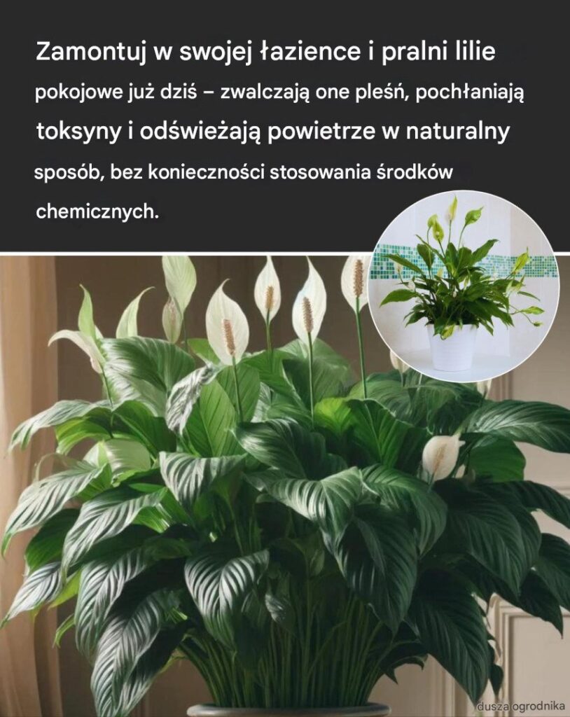Jak_uprawia__i_piel_gnowa__lilie_pokojowe_w_pomieszczeniach Jak_uprawia__i_piel_gnowa__lilie_pokojowe_w_pomieszczeniach