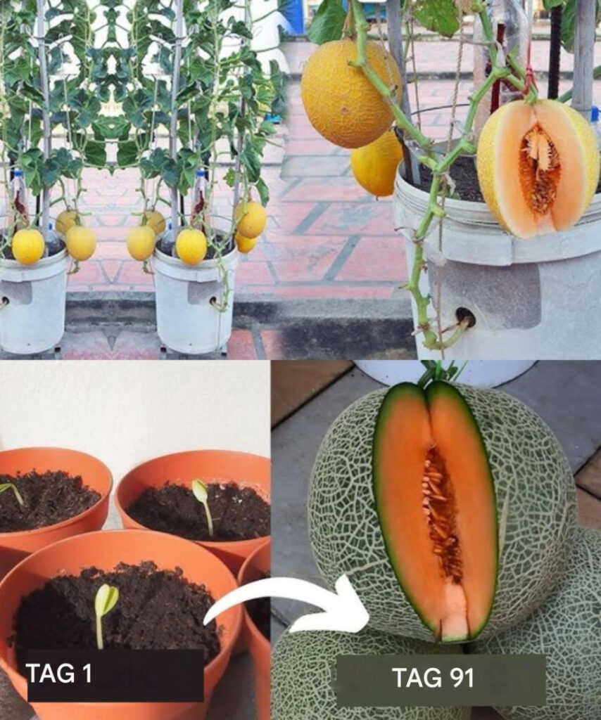 Jak_uprawia__melony_doniczkowe_z_resztek_kuchennych Jak_uprawia__melony_doniczkowe_z_resztek_kuchennych