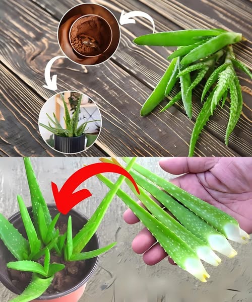 Jak_uratowa__z_amany_aloes__Popularna_przyprawa_zadzia_a_od_razu Jak_uratowa__z_amany_aloes__Popularna_przyprawa_zadzia_a_od_razu