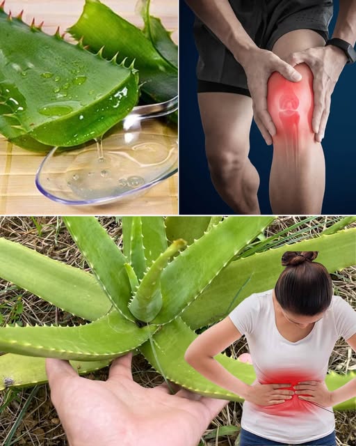 Je_li_cierpisz_na_kt_rykolwiek_z_tych_16_problem_w__aloes_mo_e_by__naturalnym_rozwi_zaniem__kt_rego_potrzebujesz-2