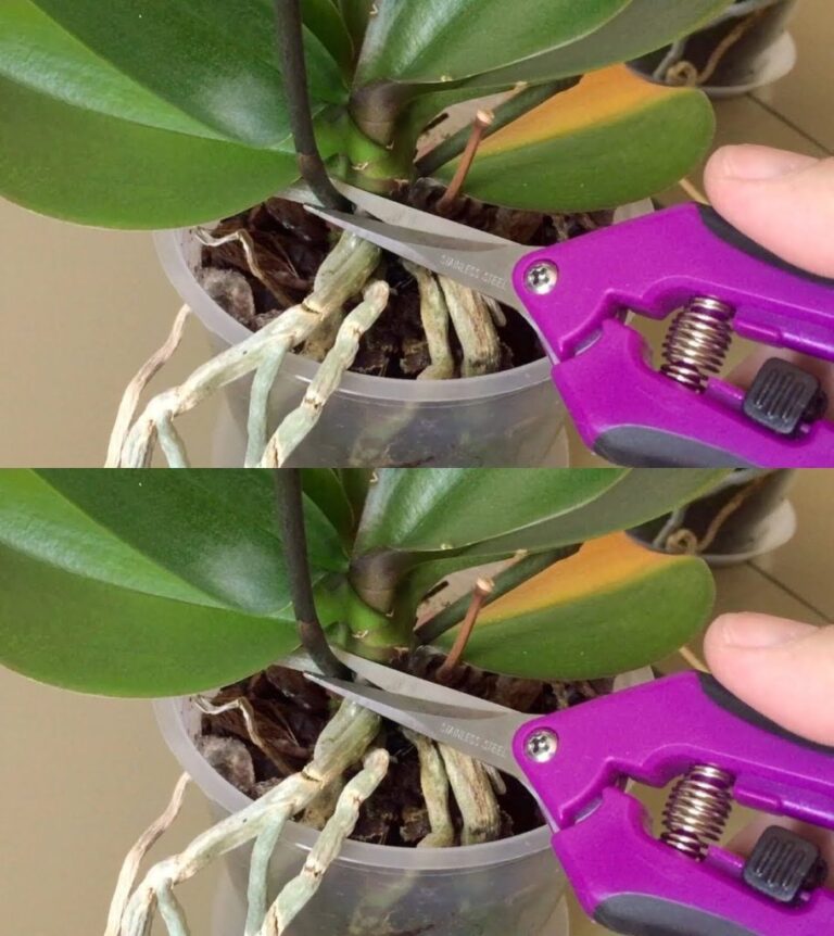 Je_li_spr_bujesz_to_zrobi__od_razu__Twoja_orchidea_ju__nigdy_nie_przestanie_kwitn__
