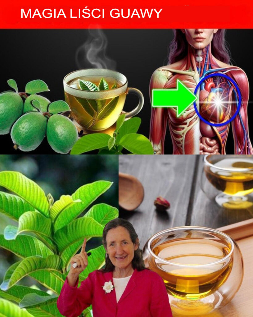 Li_cie_guawy__naturalny_sekret_dobrego_samopoczucia__o_kt_rym_nie_wiedzia_e____e_go_potrzebujesz Li_cie_guawy__naturalny_sekret_dobrego_samopoczucia__o_kt_rym_nie_wiedzia_e____e_go_potrzebujesz