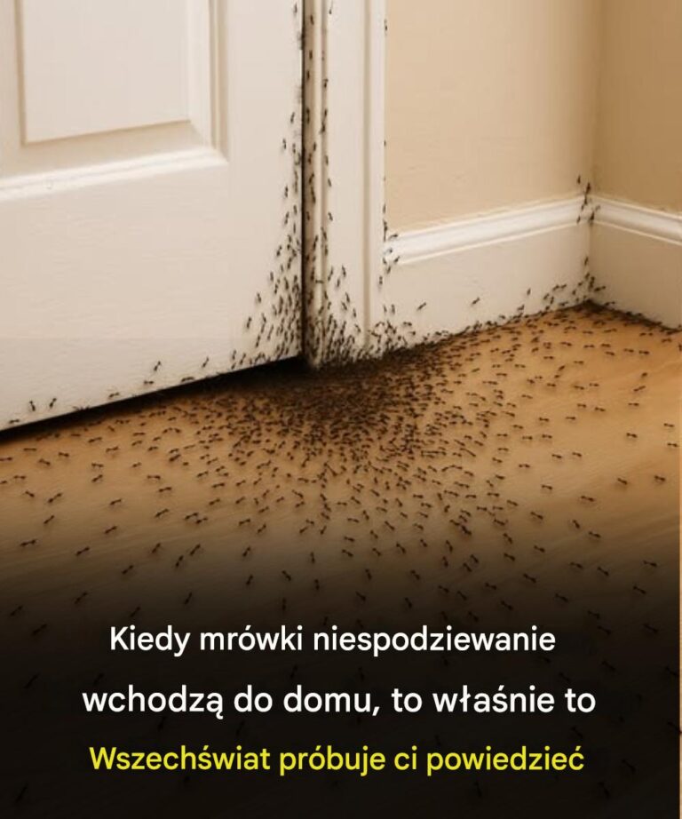 Lorsque_des_fourmis_rampent_au_hasard_dans_la_maison__voici_ce_que_l_Univers_essaie_de_vous_dire