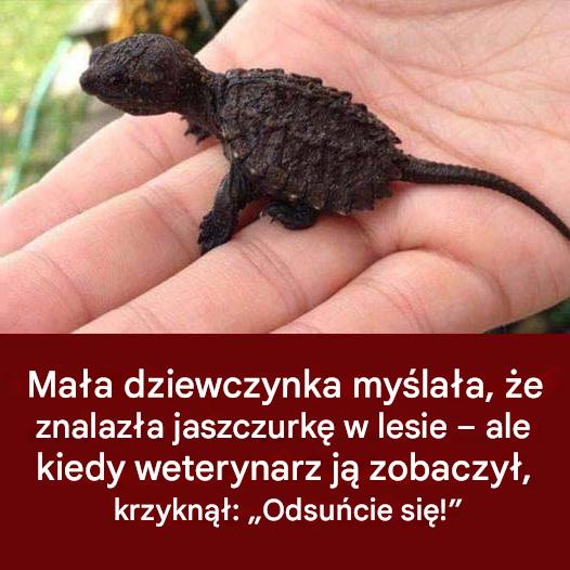 M_oda_dziewczyna_my_la_a___e___odkry_a_jaszczurk___Ale_kiedy_weterynarz_j__bada__jest_oszo_omiony_ M_oda_dziewczyna_my_la_a___e___odkry_a_jaszczurk___Ale_kiedy_weterynarz_j__bada__jest_oszo_omiony_