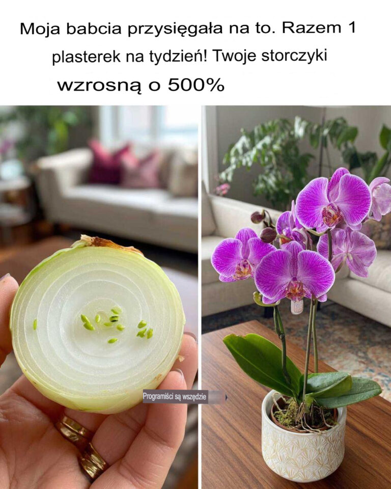 Moja_babcia_to_uwielbia__Wystarczy_jeden_cienki_plasterek_tygodniowo__Twoje_storczyki_rosn__o_500__