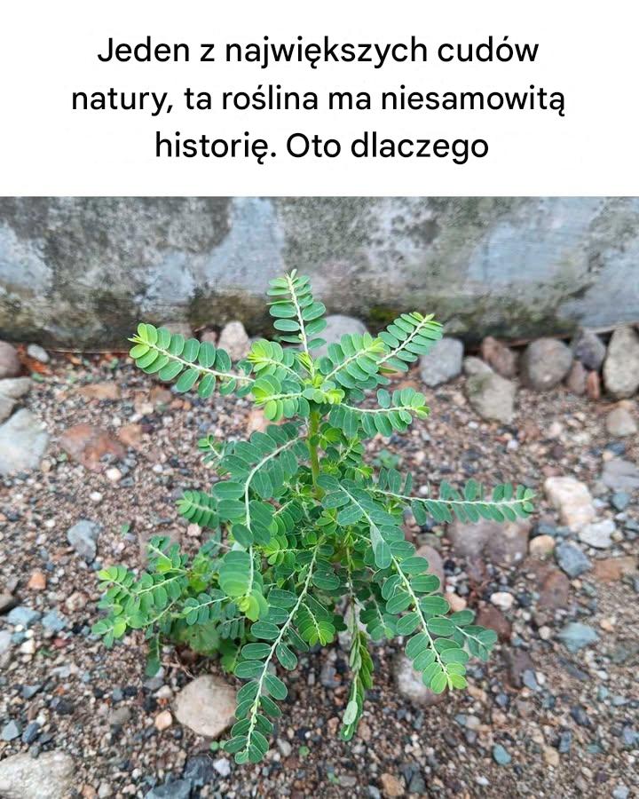 Nie_mia_em_poj_cia__Fascynuj_ce-2 Nie_mia_em_poj_cia__Fascynuj_ce-2