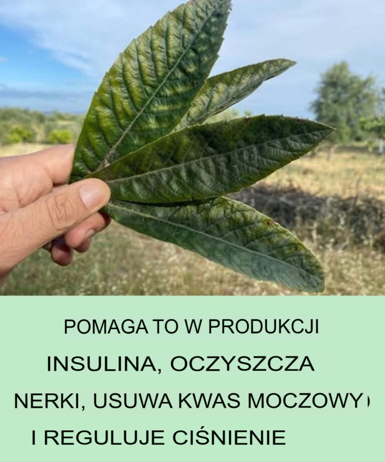Odkryj_nieoczekiwane_zalety_tego_li_cia__detoksykacja_nerek__regulacja_kwasu_moczowego_i_r_wnowa_enie_ci_nienia_krwi
