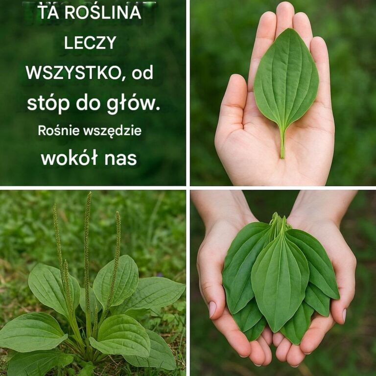 Odkryj_uzdrawiaj_c__moc_babki_lancetowatej-4