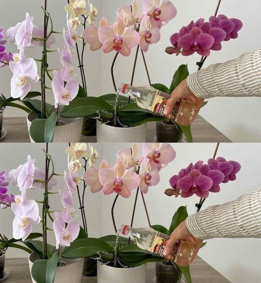 Orchidee___je_li_podlejesz_je_tym_popularnym_sk_adnikiem__b_d__ros_y_d_ugo Orchidee___je_li_podlejesz_je_tym_popularnym_sk_adnikiem__b_d__ros_y_d_ugo