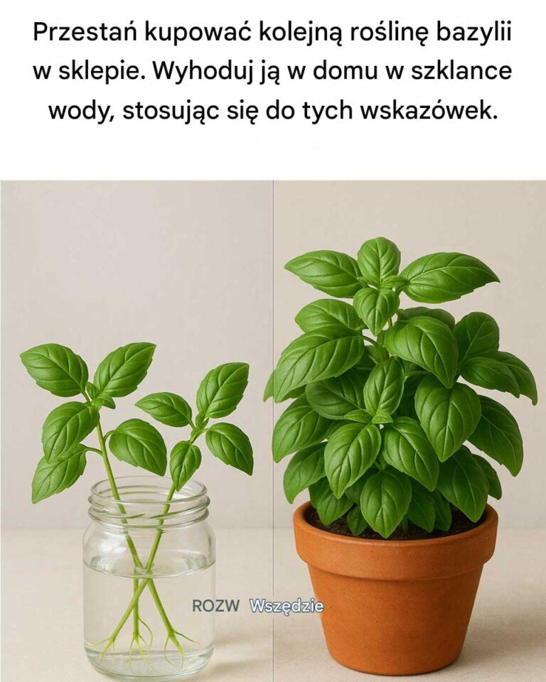 Przesta__kupowa__kolejn__ro_lin__bazylii_w_sklepie__Wyhoduj_j__w_domu_w_szklance_wody__stosuj_c_si__do_tych_wskaz_wek_