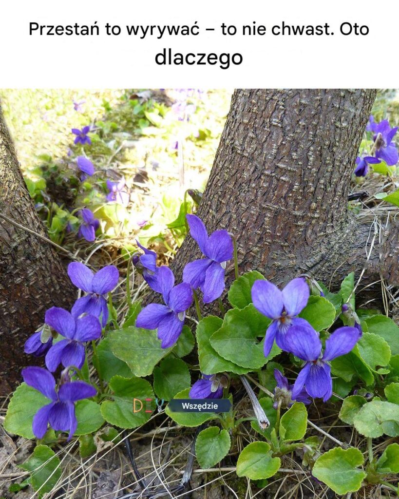 Przesta__to_wyci_ga____to_nie_chwast__Oto_dlaczego Przesta__to_wyci_ga____to_nie_chwast__Oto_dlaczego
