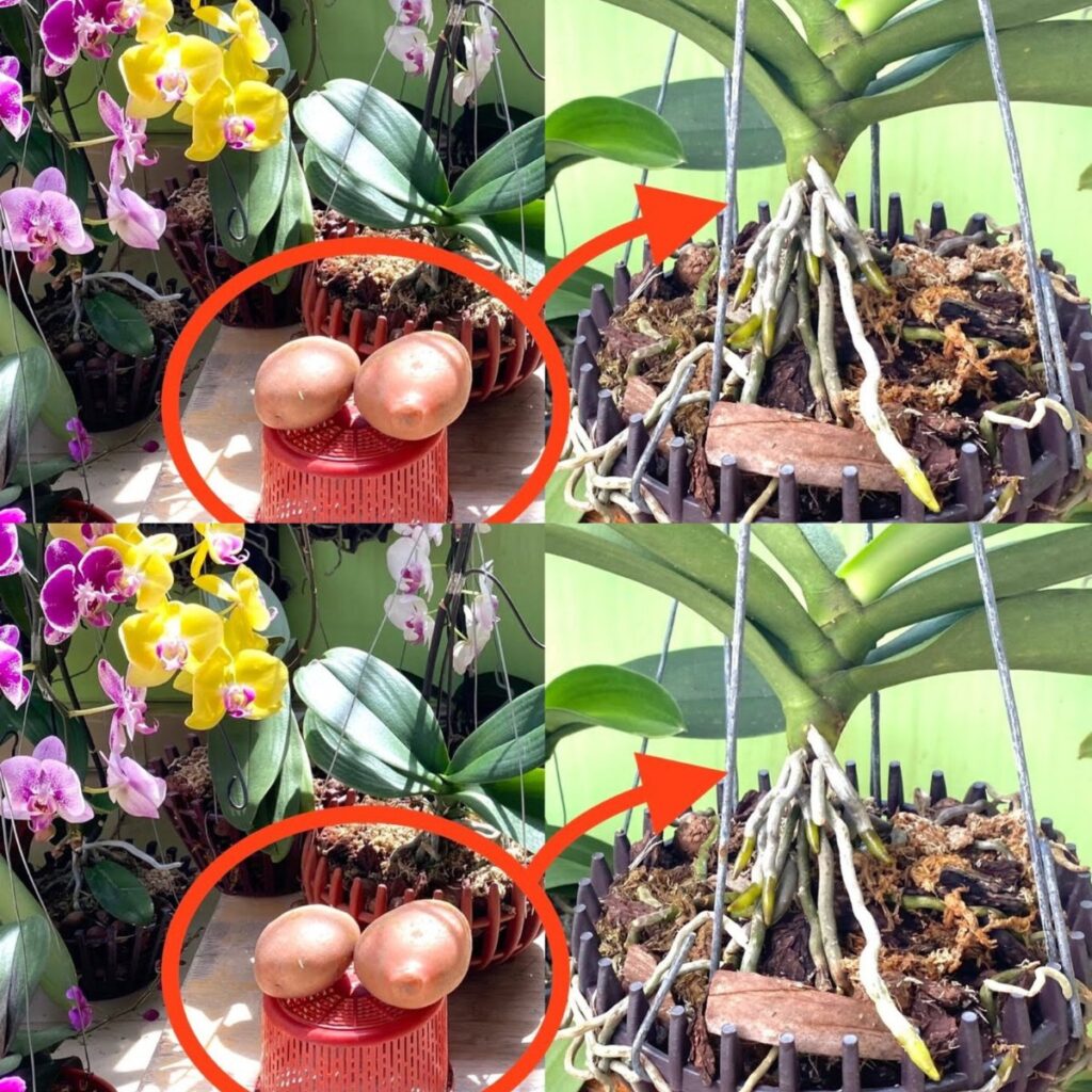 Sekret_Kwitn_cych_Storczyk_w_Odkryty__Jak_Zrobi__Naw_z_do_Storczyk_w_w_Domu__Domowy_Eliksir__Kt_ry_Sprawi___e_Twoje_Orchidee_Obsypi__Si__Kwiatami___Prosto__Tanio_i_Skutecznie_ Sekret_Kwitn_cych_Storczyk_w_Odkryty__Jak_Zrobi__Naw_z_do_Storczyk_w_w_Domu__Domowy_Eliksir__Kt_ry_Sprawi___e_Twoje_Orchidee_Obsypi__Si__Kwiatami___Prosto__Tanio_i_Skutecznie_