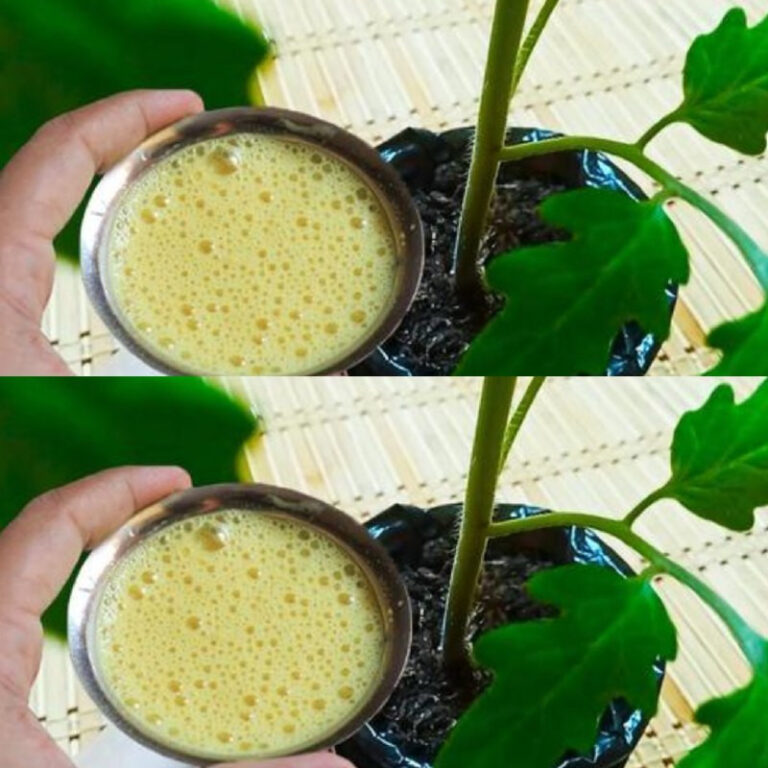 Sekret_ogrodnika__Naturalny_napar_na_mocne__odygi_pomidor_w_w_7_dni__