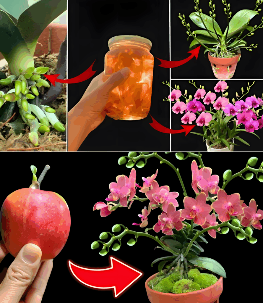 W_ko_cu_spr_bowa_am__ale_dlaczego_nie_uwierzy_am_babci__kiedy_m_wi_a___e_wystarczy_to_szk_o__a_orchidea_b_dzie_kwitn___nieprzerwanie_przez_4_pory_roku__Naprawd__niesamowite W_ko_cu_spr_bowa_am__ale_dlaczego_nie_uwierzy_am_babci__kiedy_m_wi_a___e_wystarczy_to_szk_o__a_orchidea_b_dzie_kwitn___nieprzerwanie_przez_4_pory_roku__Naprawd__niesamowite
