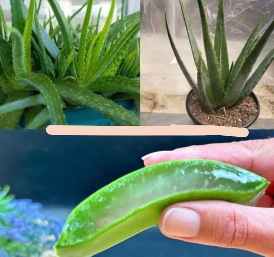 W_osy_rosn__jak__wie_e_bu_eczki_i_nie_wypadaj___Oto_najlepsze_lekarstwo__Aloes_na_w_osy_ W_osy_rosn__jak__wie_e_bu_eczki_i_nie_wypadaj___Oto_najlepsze_lekarstwo__Aloes_na_w_osy_