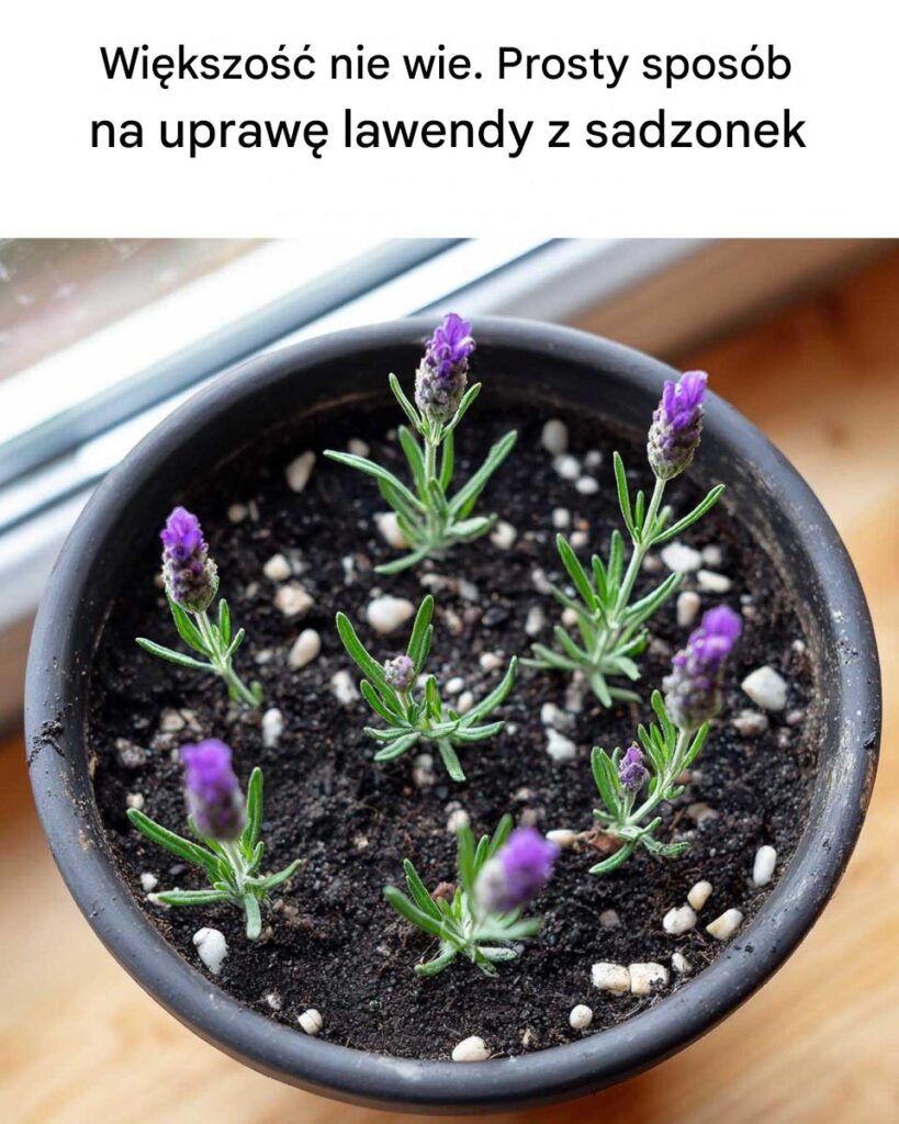 Wi_kszo___nie_wie__Prosty_spos_b_na_upraw__lawendy_z_sadzonek Wi_kszo___nie_wie__Prosty_spos_b_na_upraw__lawendy_z_sadzonek