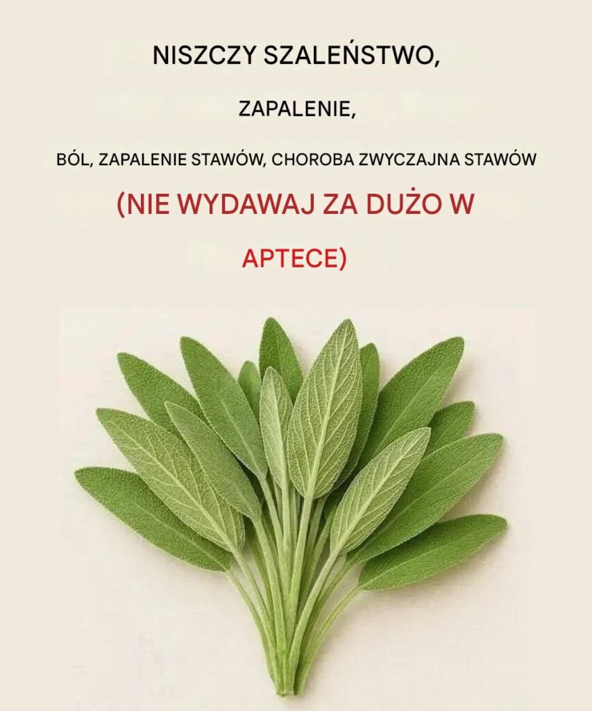 Wszystko__co_mo_esz_zrobi__z_t__ro_lin___wszystkie_babcine_zastosowania Wszystko__co_mo_esz_zrobi__z_t__ro_lin___wszystkie_babcine_zastosowania