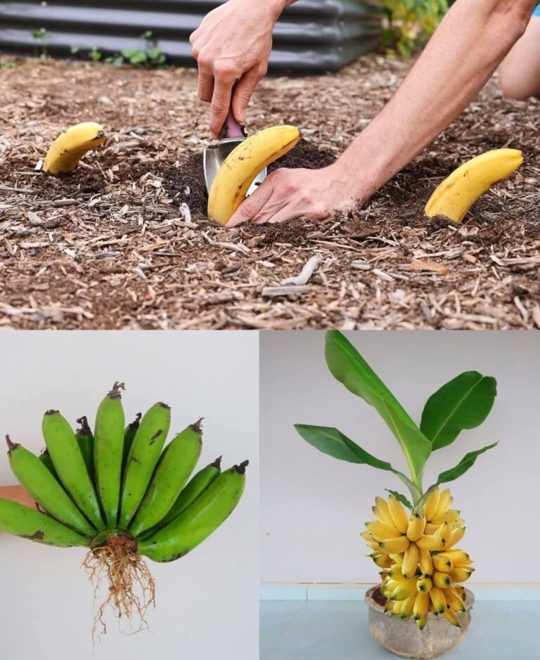Zakopywanie_banana_w_ziemi__Niesamowite__co_dzieje_si__po_7_dniach