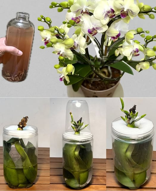 Zamiast_Wyrzuca__Orchide___Dowiedz_si___Jak_j__Uratowa_ Zamiast_Wyrzuca__Orchide___Dowiedz_si___Jak_j__Uratowa_