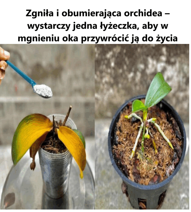 Zgni_a_i_obumieraj_ca_orchidea___wystarczy_jedna__y_eczka__aby_w_mgnieniu_oka_przywr_ci__j__do__ycia