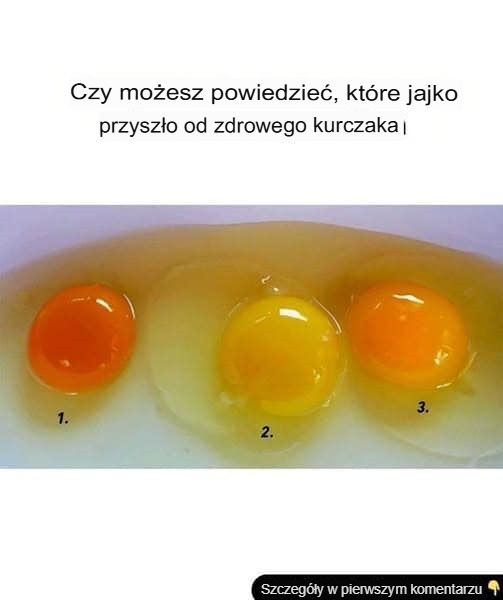 kt_re_jajko_pochodzi_od_zdrowej_kury_ kt_re_jajko_pochodzi_od_zdrowej_kury_