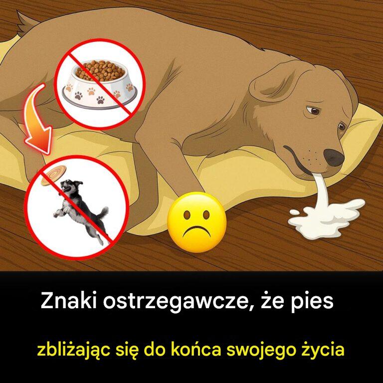 11_herzzerrei_ende__aber_wichtige_Anzeichen_daf_r__dass_sich_Ihr_Hund_dem_Ende_n_hert___und_wie_Sie_ihm_bis_zum_letzten_Moment_Trost_wydatkien_k_nnen 11_herzzerrei_ende__aber_wichtige_Anzeichen_daf_r__dass_sich_Ihr_Hund_dem_Ende_n_hert___und_wie_Sie_ihm_bis_zum_letzten_Moment_Trost_wydatkien_k_nnen