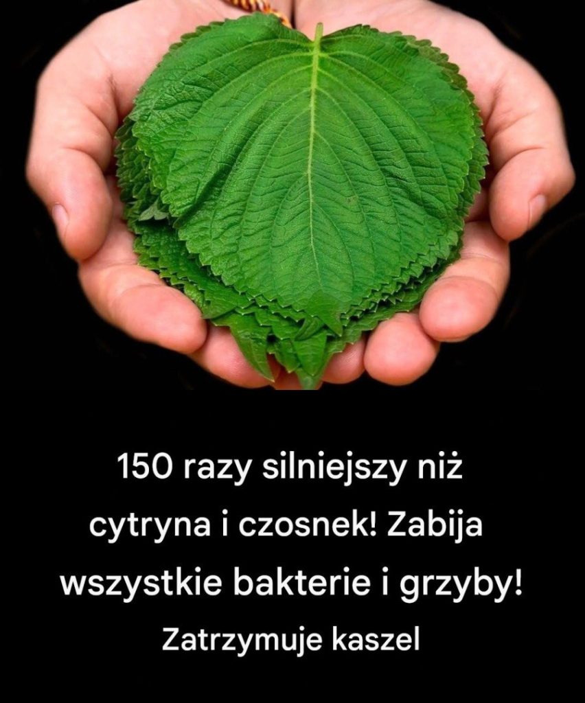150_razy_silniejszy_ni__cytryna_i_czosnek__Zabija_wszystkie_bakterie_i_grzyby__Zatrzymuje_kaszel-1 150_razy_silniejszy_ni__cytryna_i_czosnek__Zabija_wszystkie_bakterie_i_grzyby__Zatrzymuje_kaszel-1
