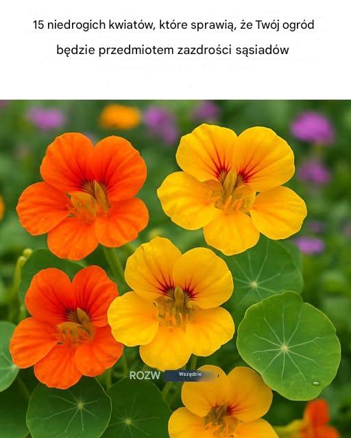 15_niedrogich_kwiat_w__kt_re_sprawi____e_Tw_j_ogr_d_b_dzie_przedmiotem_zazdro_ci_s_siad_w 15_niedrogich_kwiat_w__kt_re_sprawi____e_Tw_j_ogr_d_b_dzie_przedmiotem_zazdro_ci_s_siad_w