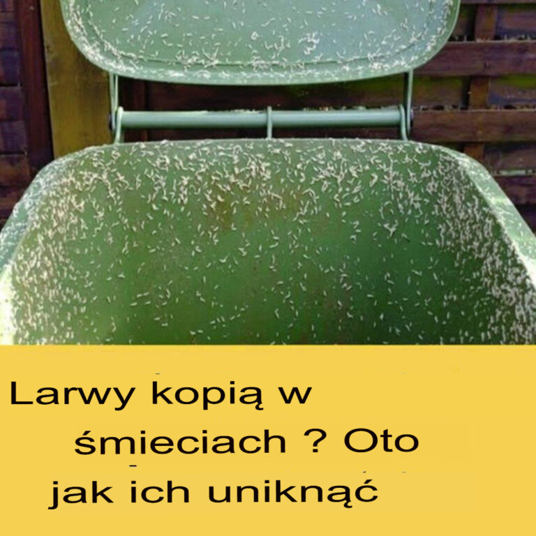 4_skuteczne_wskaz_wki__jak_pozby__si__robak_w_z_zewn_trznego_kosza_na__mieci