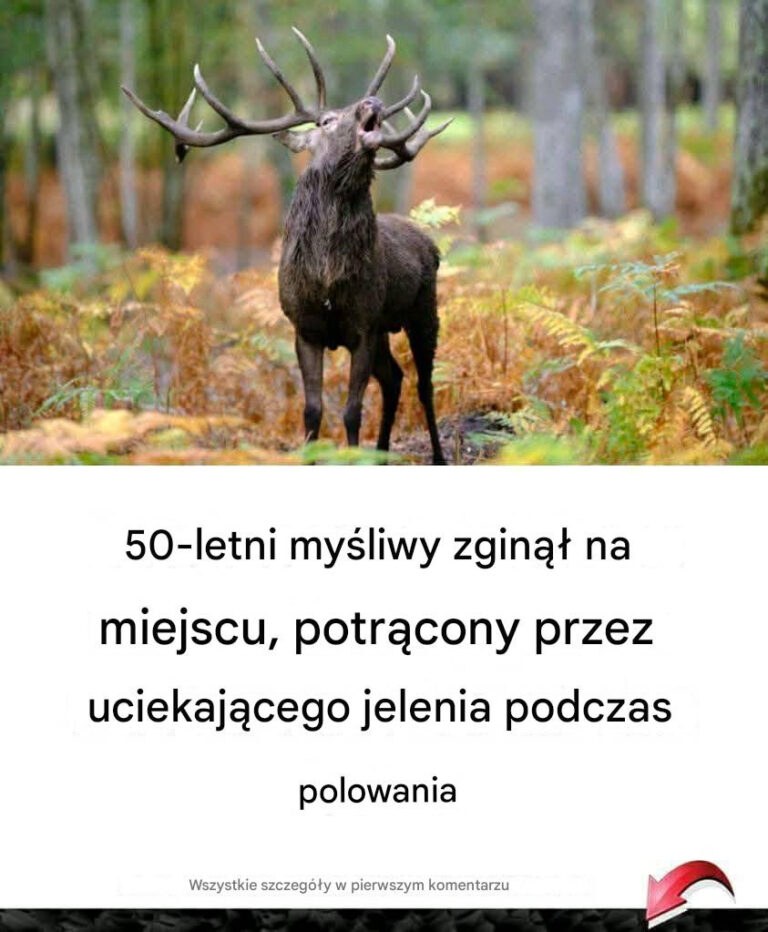 50_letni_my_liwy_zgin___na_miejscu__potr_cony_przez_uciekaj_cego_jelenia_podczas_polowania
