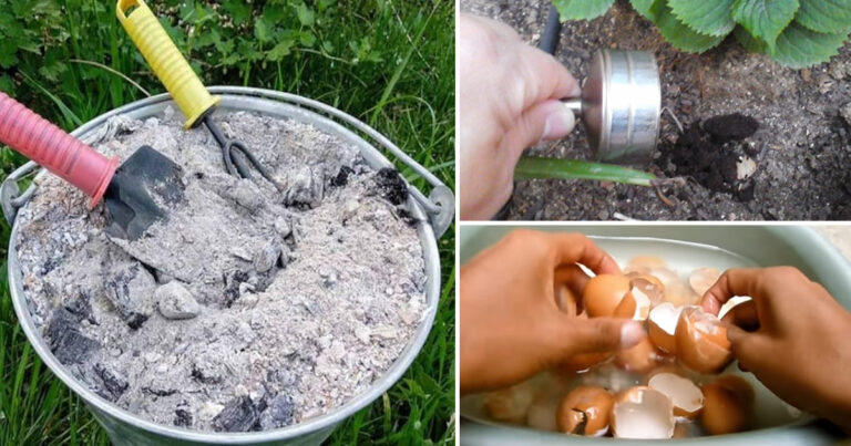 5_DIY_nawoz_w_organicznych__aby_przyspieszy__wzrost_ro_lin