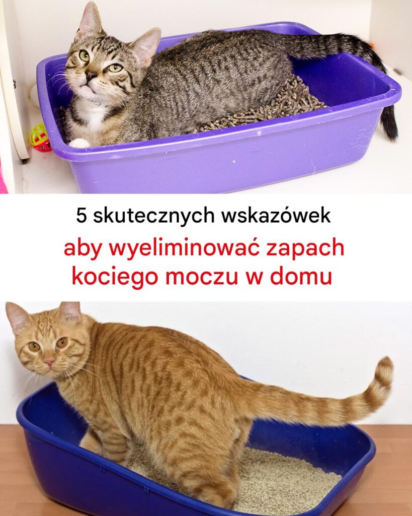 5_niezawodnych_wskaz_wek__jak_pozby__si__zapachu_kociego_moczu_w_domu 5_niezawodnych_wskaz_wek__jak_pozby__si__zapachu_kociego_moczu_w_domu