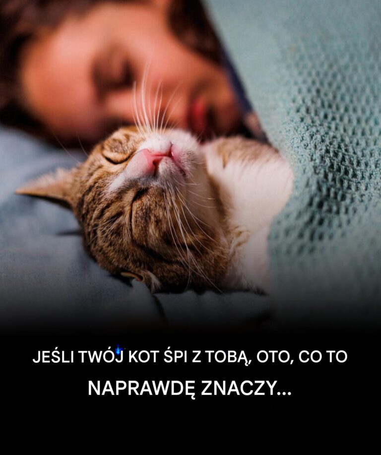 Dlaczego_Tw_j_kot_NAPRAWD__woli_spa__na_Tobie_