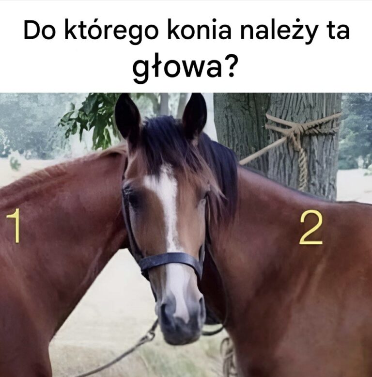 Do_kt_rego_konia_nale_y_ta_g_owa_