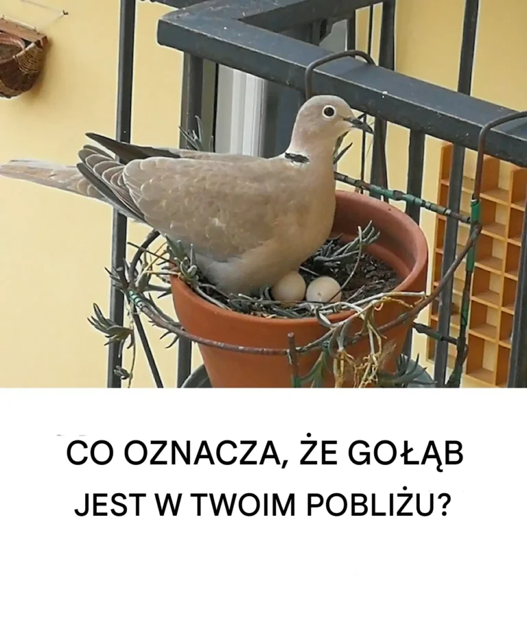 Dove_croll_w_pobli_u_domu__duchowe_znaczenie_i_powody_jego_obecno_ci