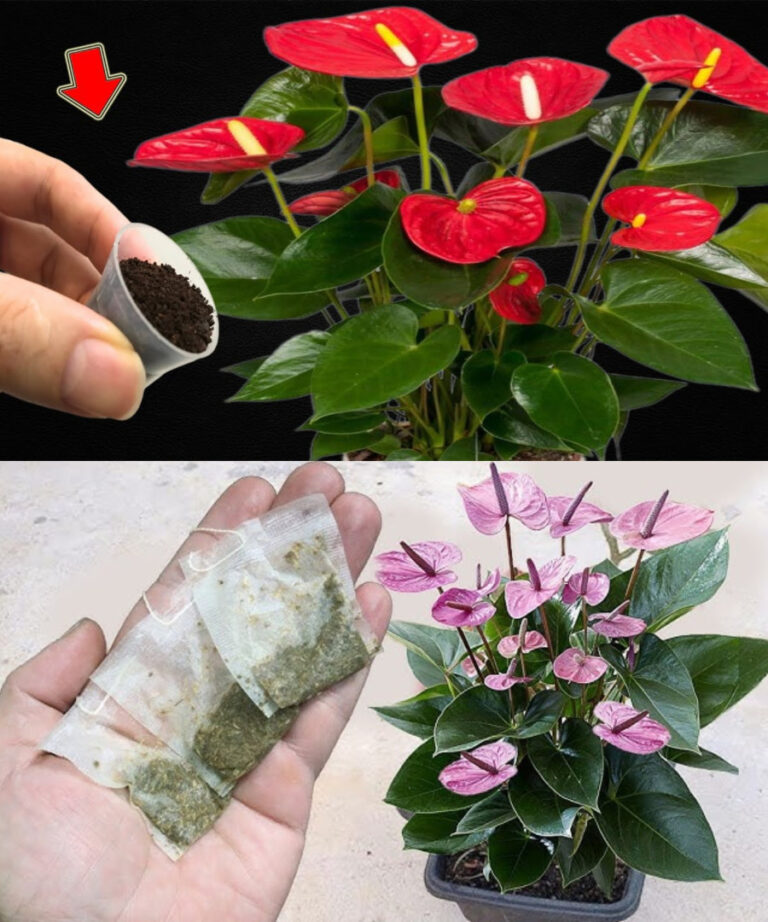 Dzi_ki_Anthurium_wystarczy_jedna_ma_a_saszetka_miesi_cznie__aby_stworzy__kwiatow__uczt___kt_ra_roz_wietli_Twoje_serce__