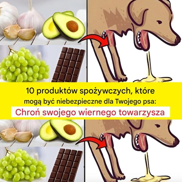 Eksperci_ujawniaj___10_produkt_w_spo_ywczych_niebezpiecznych_dla_ps_w___chro__zdrowie_swojego_pupila_