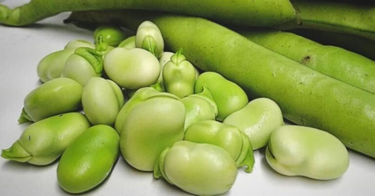 Fasola__wzmacnia_ko_ci__ni_sze_cukry_i_cholesterol_i_poprawia_pami__