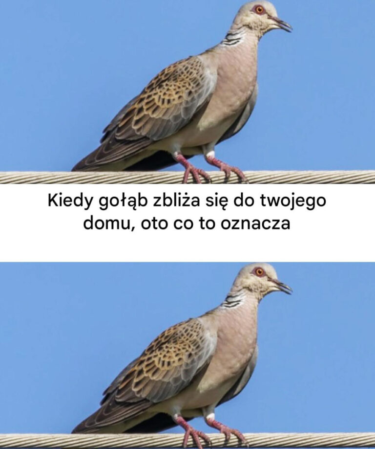 Go__b_w_pobli_u_domu__znaczenie_duchowe_i_powody_jego_obecno_ci_