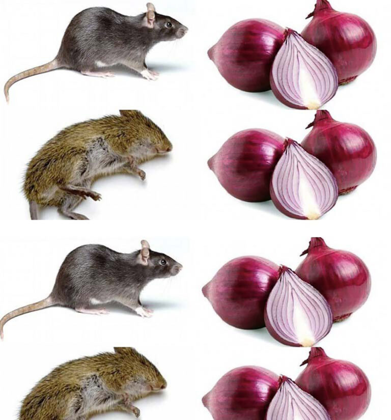 Jak_odstraszy__szczury_cebul__