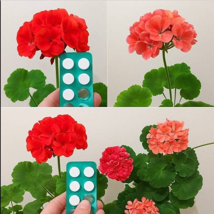 Jedna_tabletka_pod_pelargoni__zapobiegnie____kni_ciu_li_ci_i_o_ywi_nawet_obumieraj_cy_kwiat_ Jedna_tabletka_pod_pelargoni__zapobiegnie____kni_ciu_li_ci_i_o_ywi_nawet_obumieraj_cy_kwiat_