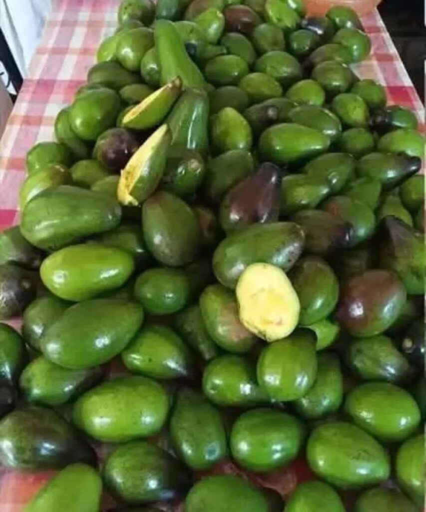 Lekarze_ujawniaj____e_jedzenie_awokado_powoduje_-4 Lekarze_ujawniaj____e_jedzenie_awokado_powoduje_-4